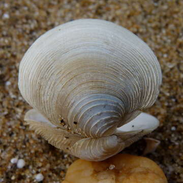 Image of quahog