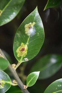 Image of European Holly Leafminer