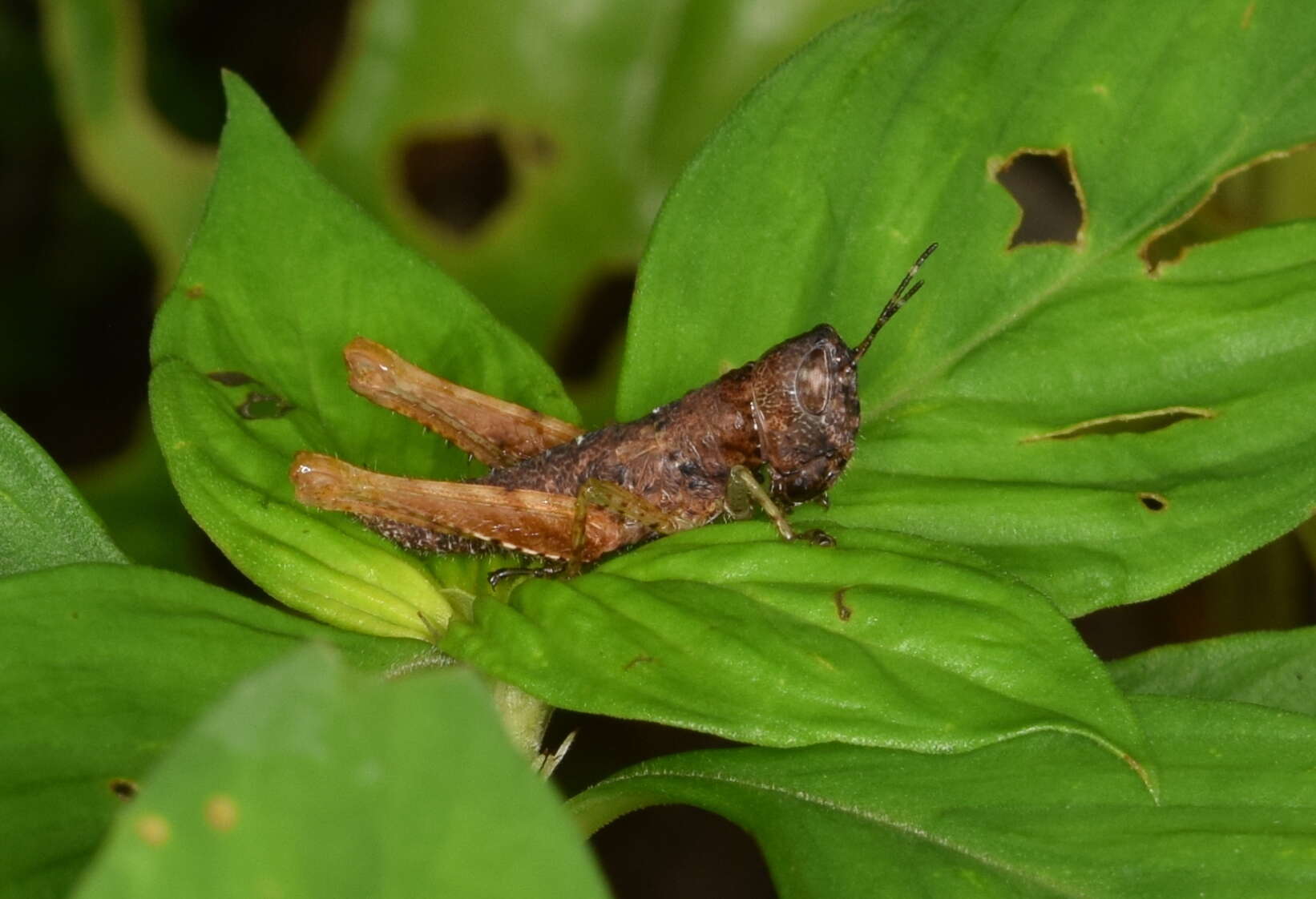 Image of Maculiparia curtipennis (Scudder & S. H. 1875)