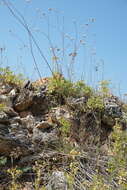 Image of Gypsophila pallasii S. S. Ikonnikov