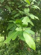 Ficus exasperata Vahl的圖片