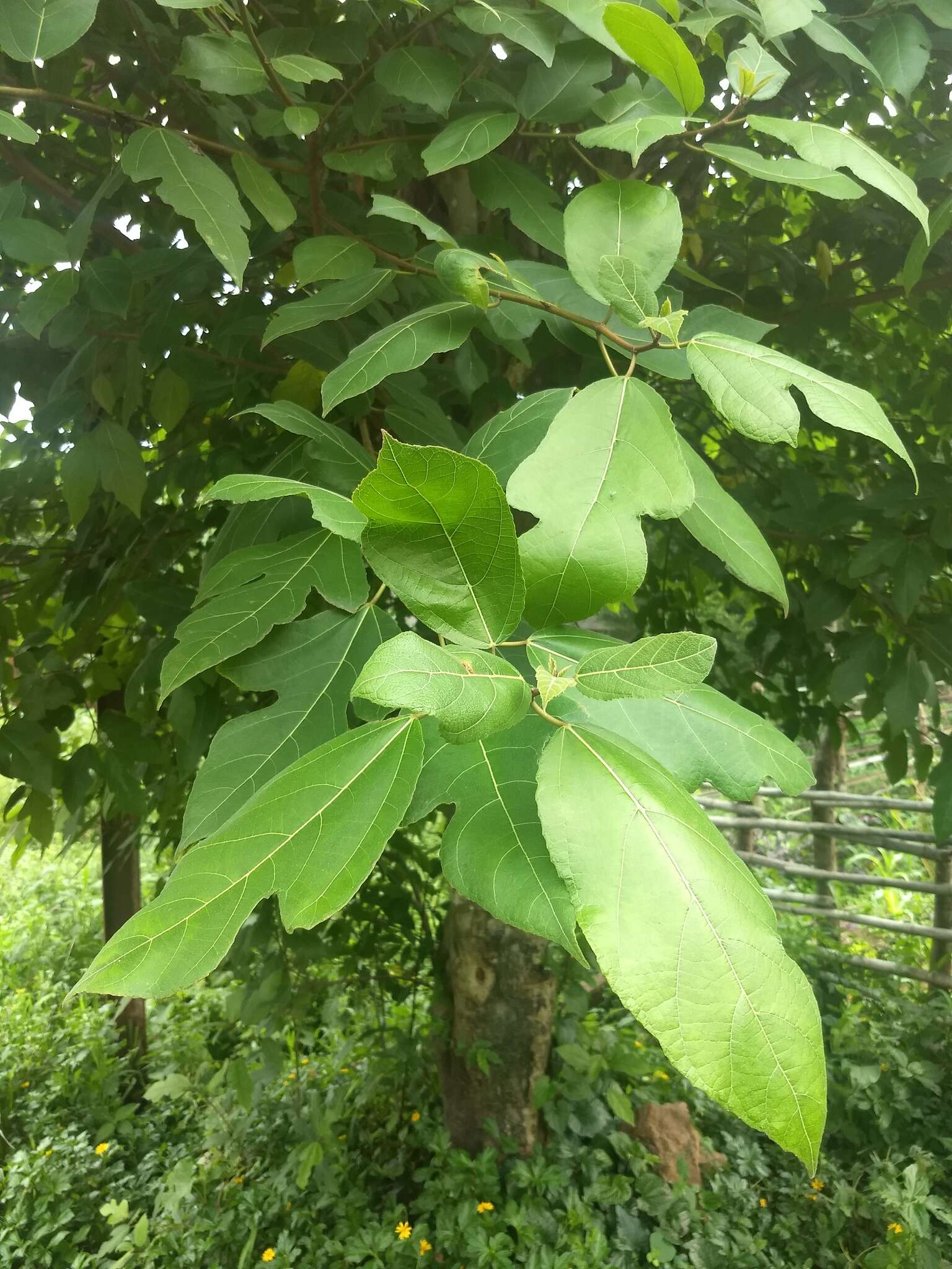 Ficus exasperata Vahl的圖片