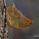 Charaxes varanes vologeses (Mabille 1876) resmi