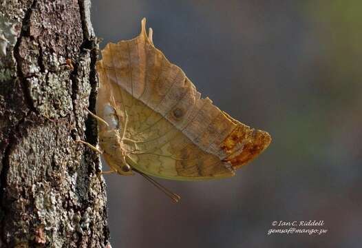 Charaxes varanes vologeses (Mabille 1876)的圖片