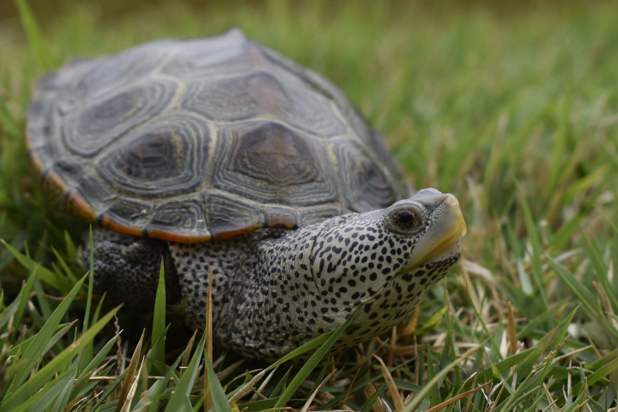 Image of Malaclemys terrapin centrata (Latreille 1802)