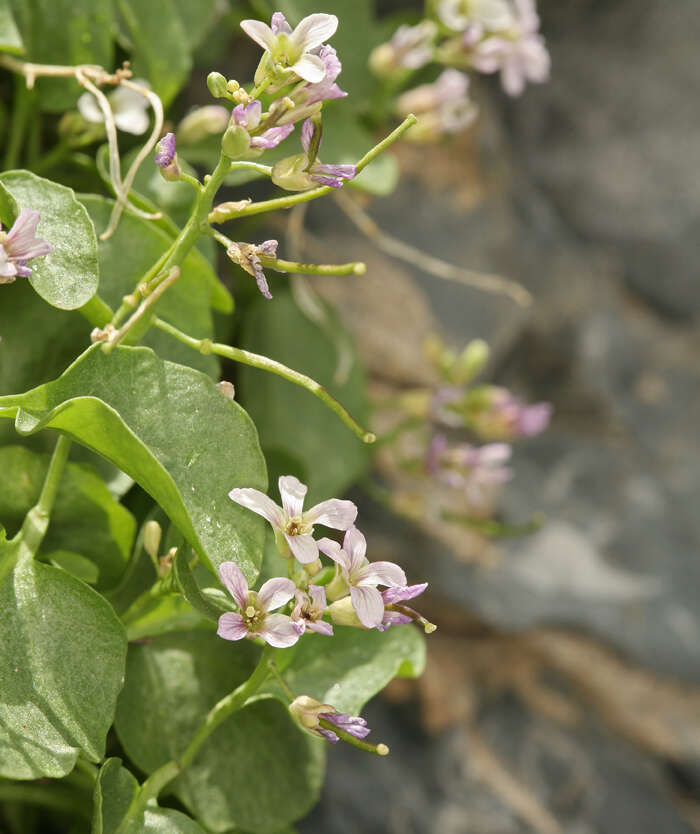 Plancia ëd Hesperidanthus