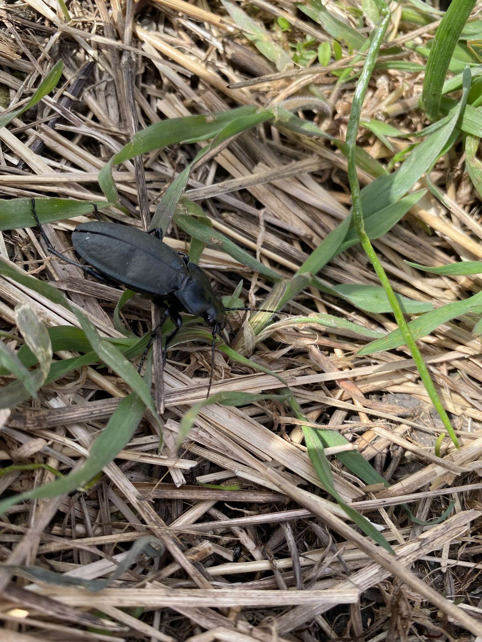 Image of Carabus (Pachycarabus) koenigi Ganglbauer 1887