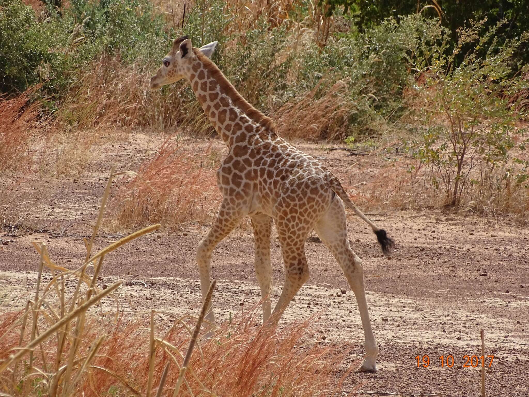 Image of West African Giraffe