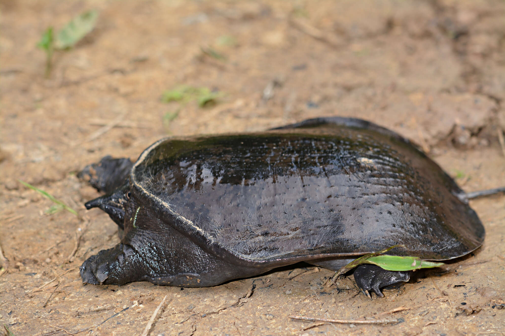 Image of Malayan Soft-shelled Turtle