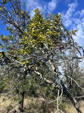 Image of Lanai colicwood