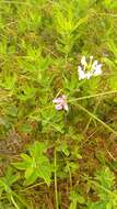 Image of snakemouth orchid