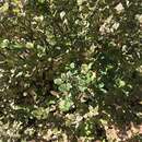 Image of Syringa pubescens subsp. pubescens