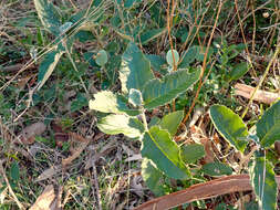 Image of mount lofty daisy-bush