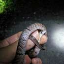 Image of Chinese Kukri Snake