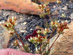 Image of Crassula biplanata Haw.