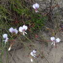 Image de Pelargonium longicaule Jacq.