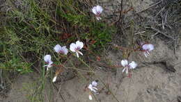 Image of Pelargonium longicaule Jacq.