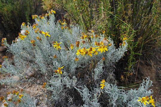 Plancia ëd Senecio argophylloides Griseb.