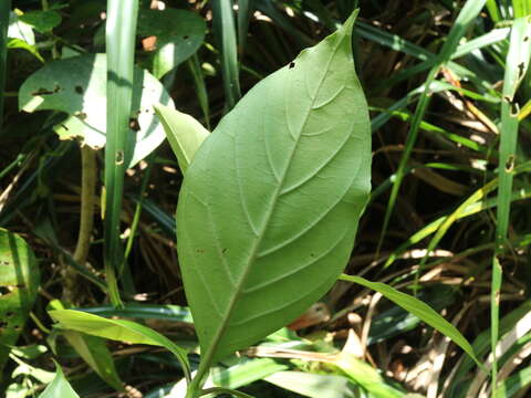 Image of Timonius arboreus Elmer