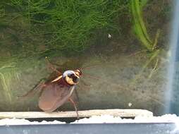 Image of Australian cockroach