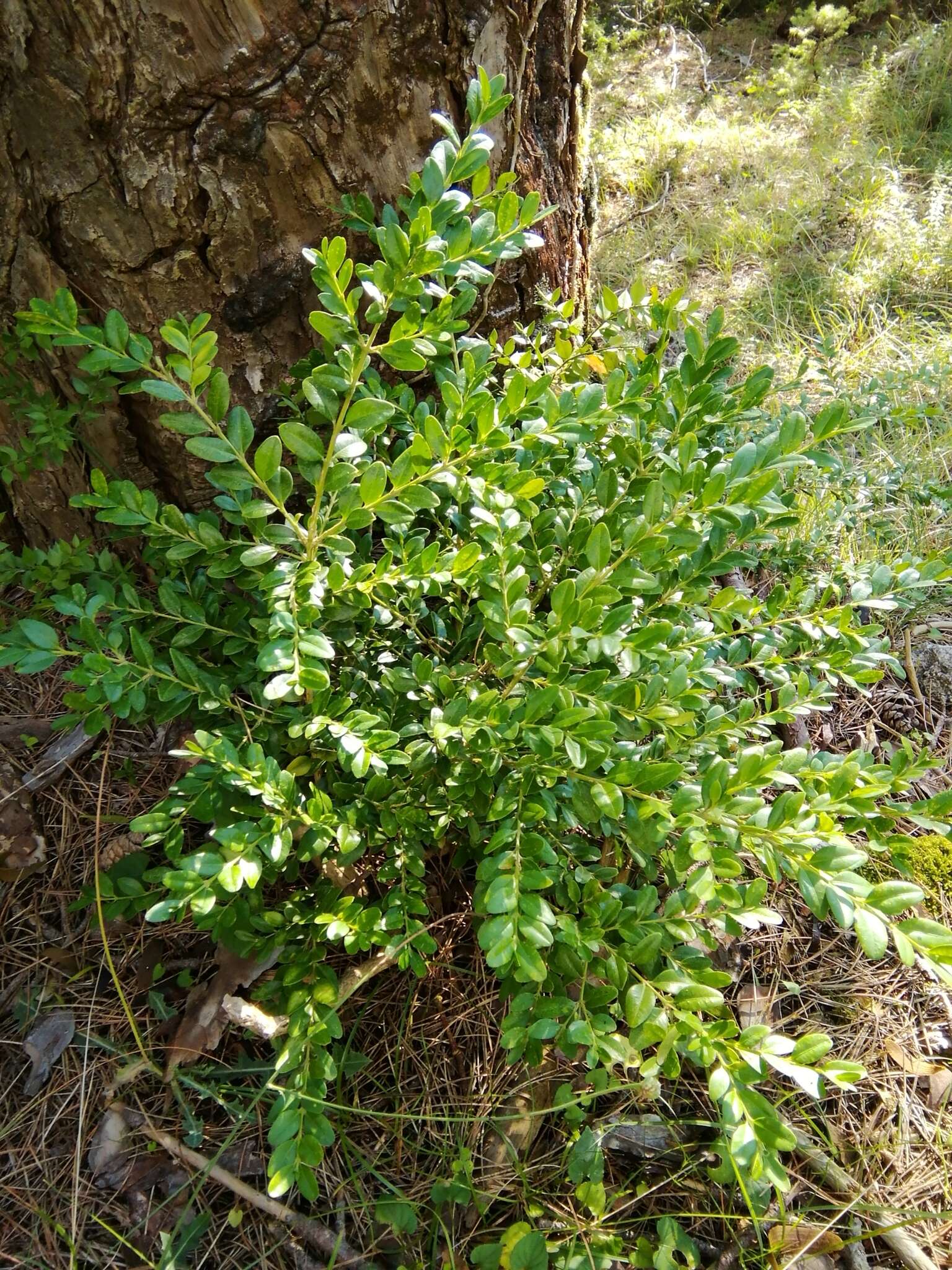 Sivun Buxus sempervirens L. kuva