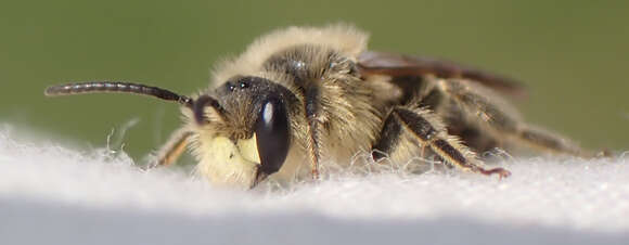 Image of Andrena cressonii cressonii Robertson 1891