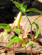 Image of mountain bellwort