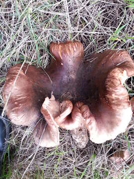 Image of Tricholoma ustale (Fr.) P. Kumm. 1871