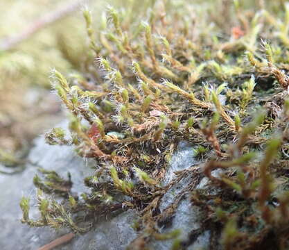 Image of California pseudobraunia moss