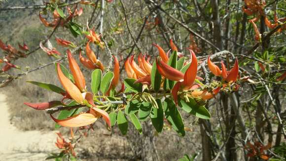 Image of Chadsia grevei Drake