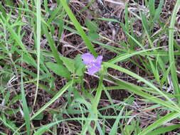 Image of longbract spiderwort