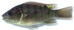 Image of Black tilapia