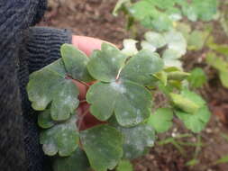 Erysiphe aquilegiae subsp. aquilegiae resmi