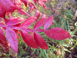 Rhus copallina L. resmi