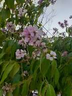 Sivun Lagerstroemia speciosa (L.) Pers. kuva