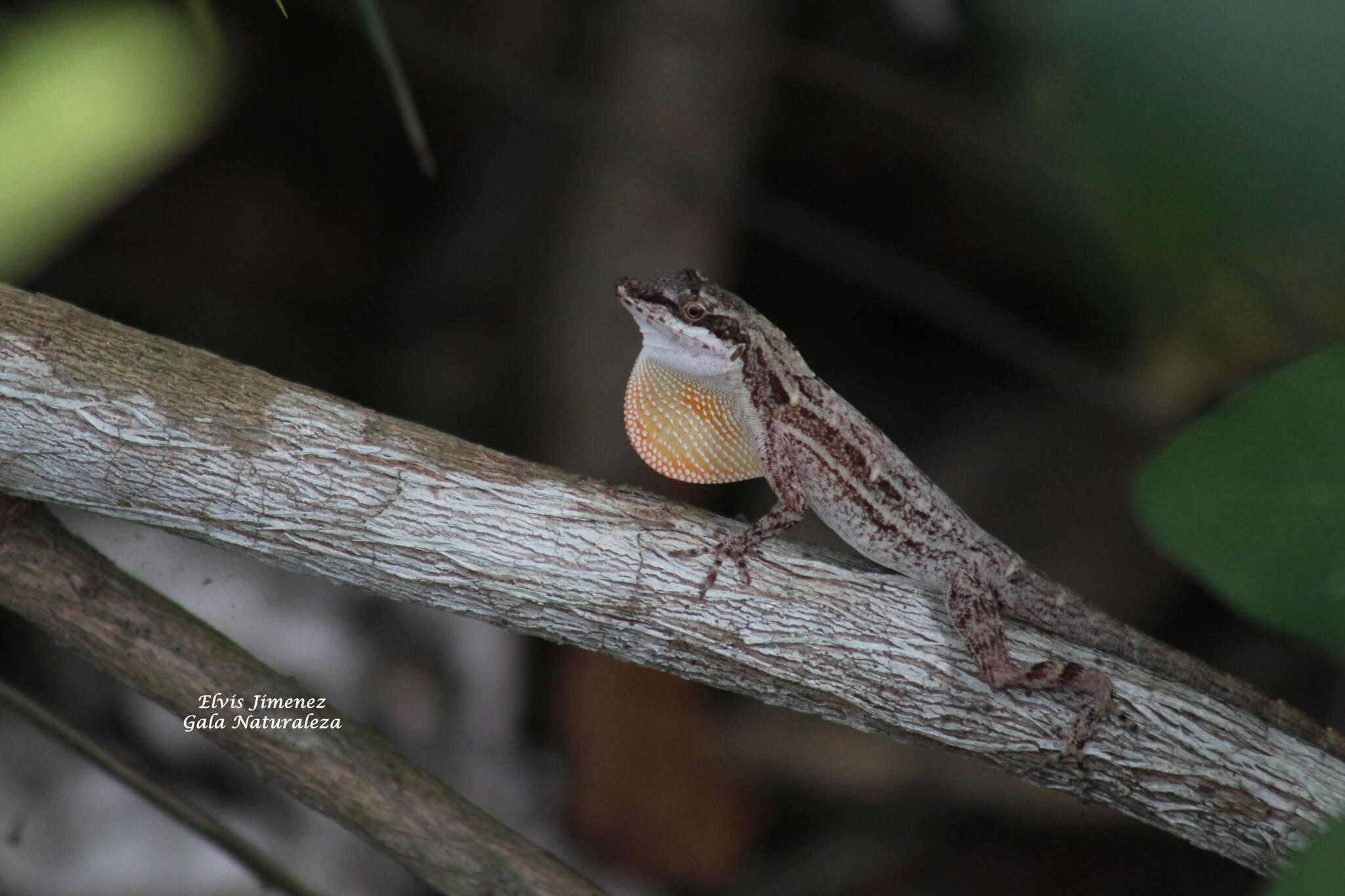 Imagem de Anolis rodriguezii Bocourt 1873