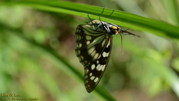 Image of Hestina persimilis Westwood (1850)