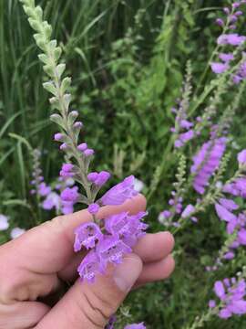 Image of Showy False Dragonhead