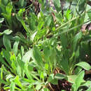 Image of Chisos Mountain buckwheat