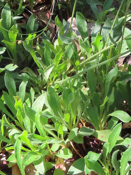 Image of Chisos Mountain buckwheat