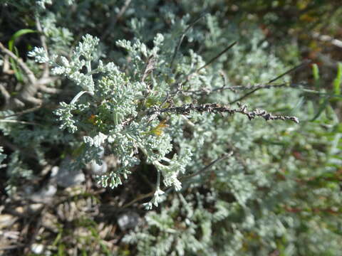 Image of Seriphidium caerulescens (L.) J. Soják