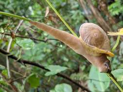 Image of Parthena acutangula (Burrow 1815)