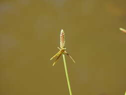 Imagem de Cyperus aquatilis R. Br.