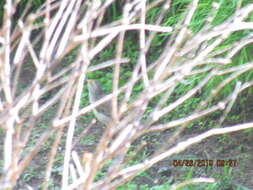 Image of Yellow-browed Sparrow