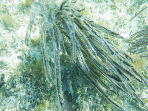 Image of angular sea whip