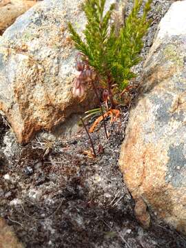 Image of Drimia convallarioides (L. fil.) J. C. Manning & Goldblatt