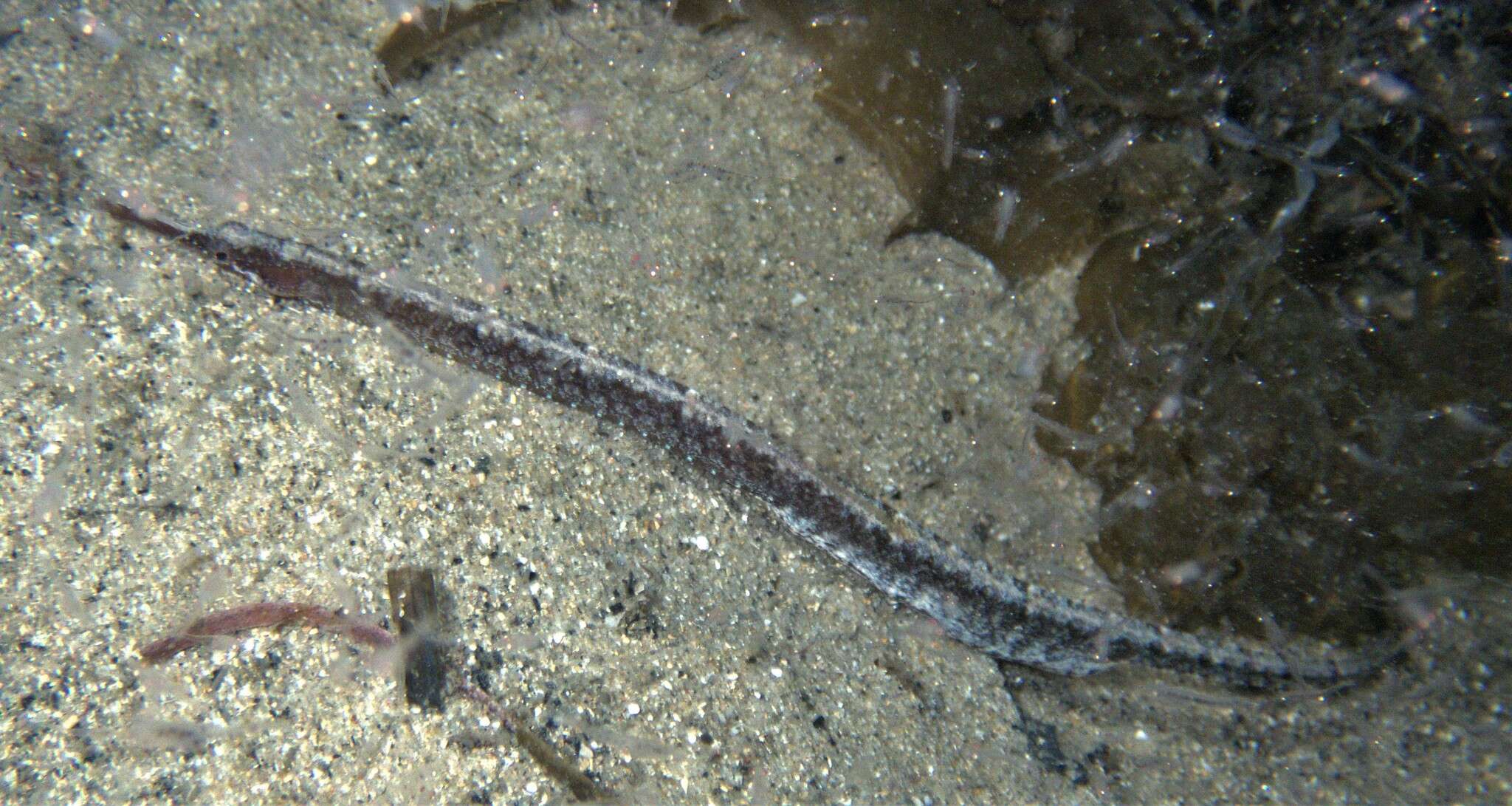 Image of Mother-of-pearl pipefish