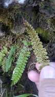 Polystichum thomsonii (Hook. fil.) Bedd.的圖片