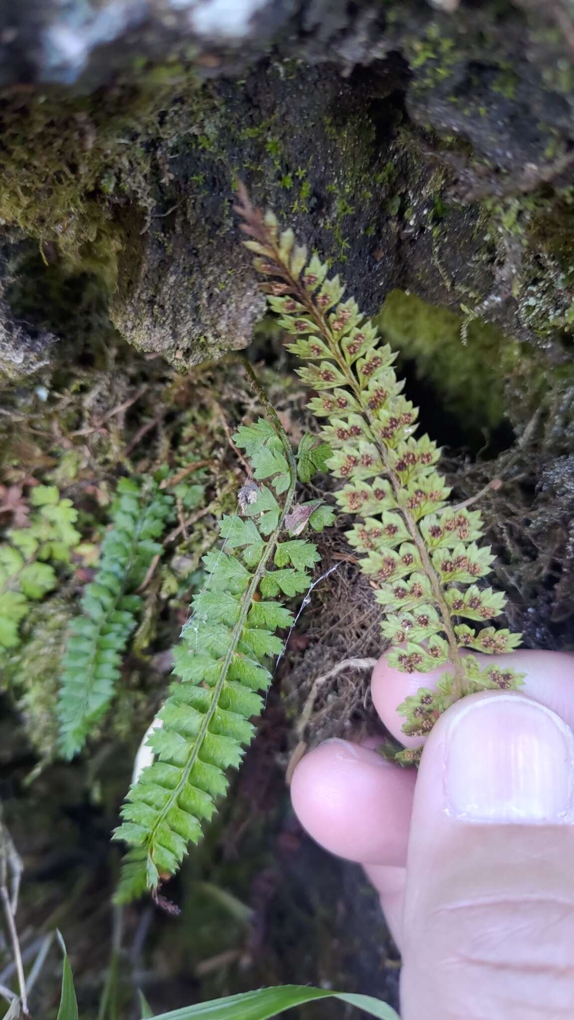 Plancia ëd Polystichum thomsonii (Hook. fil.) Bedd.