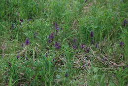 Image of Dactylorhiza aristata (Fisch. ex Lindl.) Soó